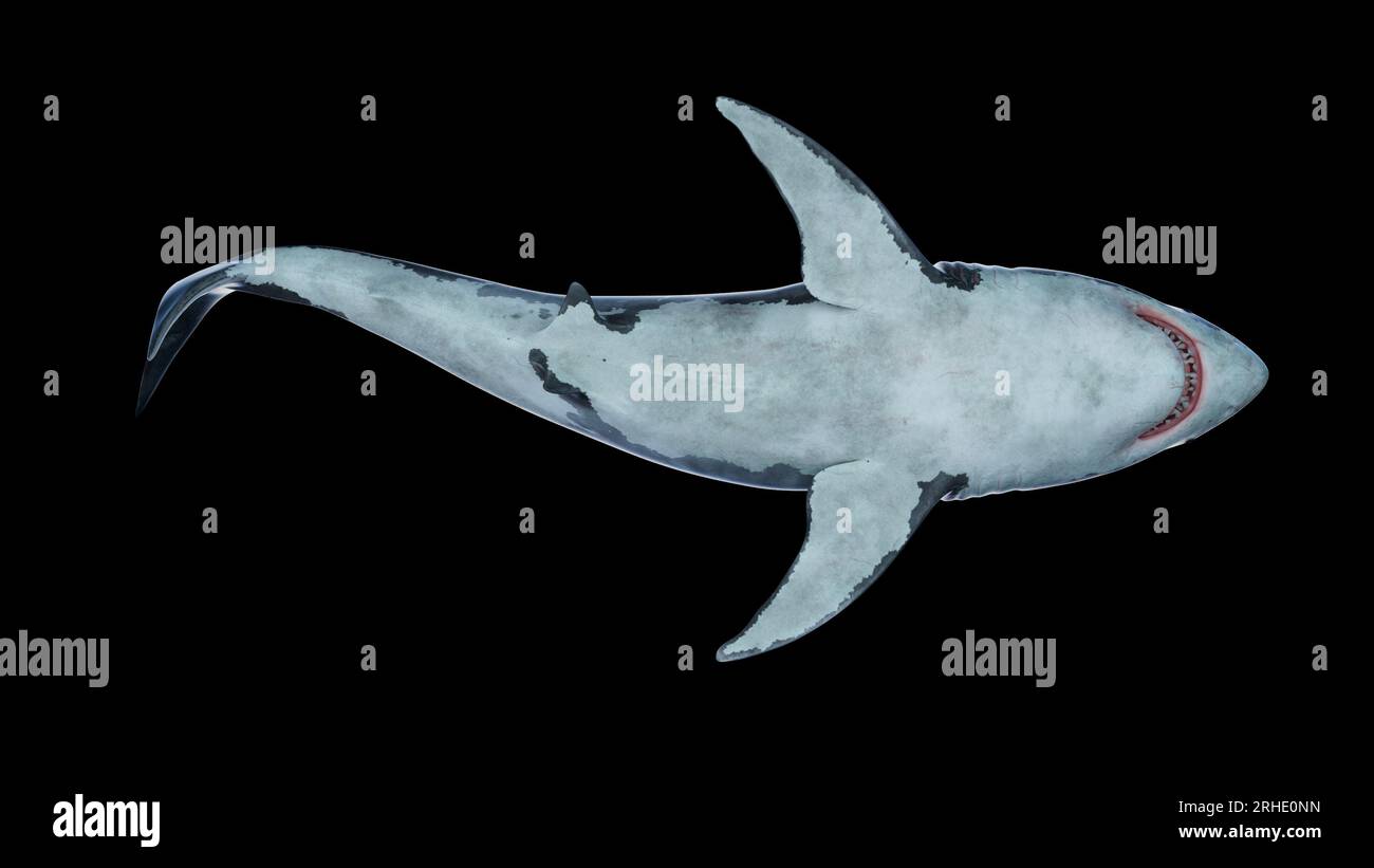 Primo piano di un grande squalo bianco che nuota sott'acqua, il Megalodon è lo squalo più predatore dell'oceano Foto Stock
