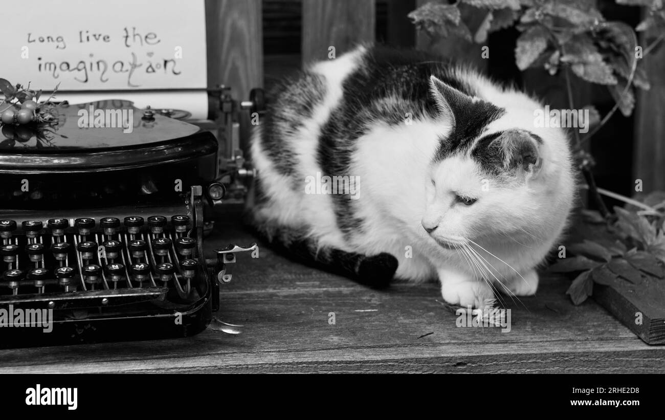 Un gatto seduto accanto a una vecchia macchina da scrivere con della carta. Foto Stock