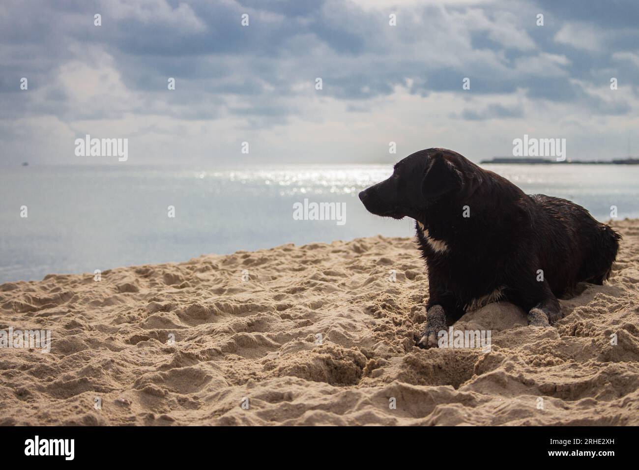 Cane solitario sulla spiaggia. Mare con cielo spettacolare e cane seduto. Concetto PET. Concetto di animali domestici. Cucciolo carino sulla costa. Foto Stock