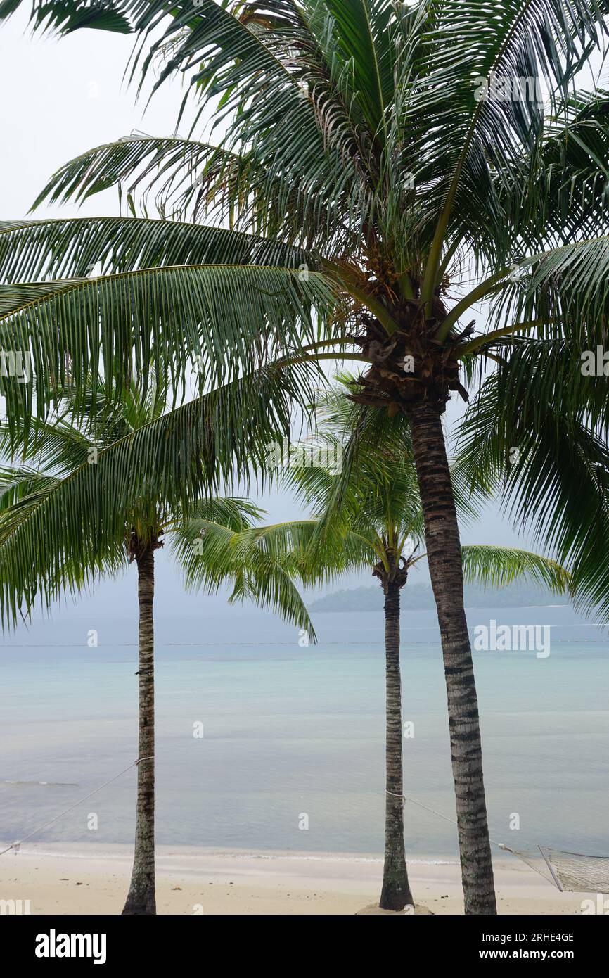 Tre palme su una spiaggia nel Borneo, Malesia Foto Stock