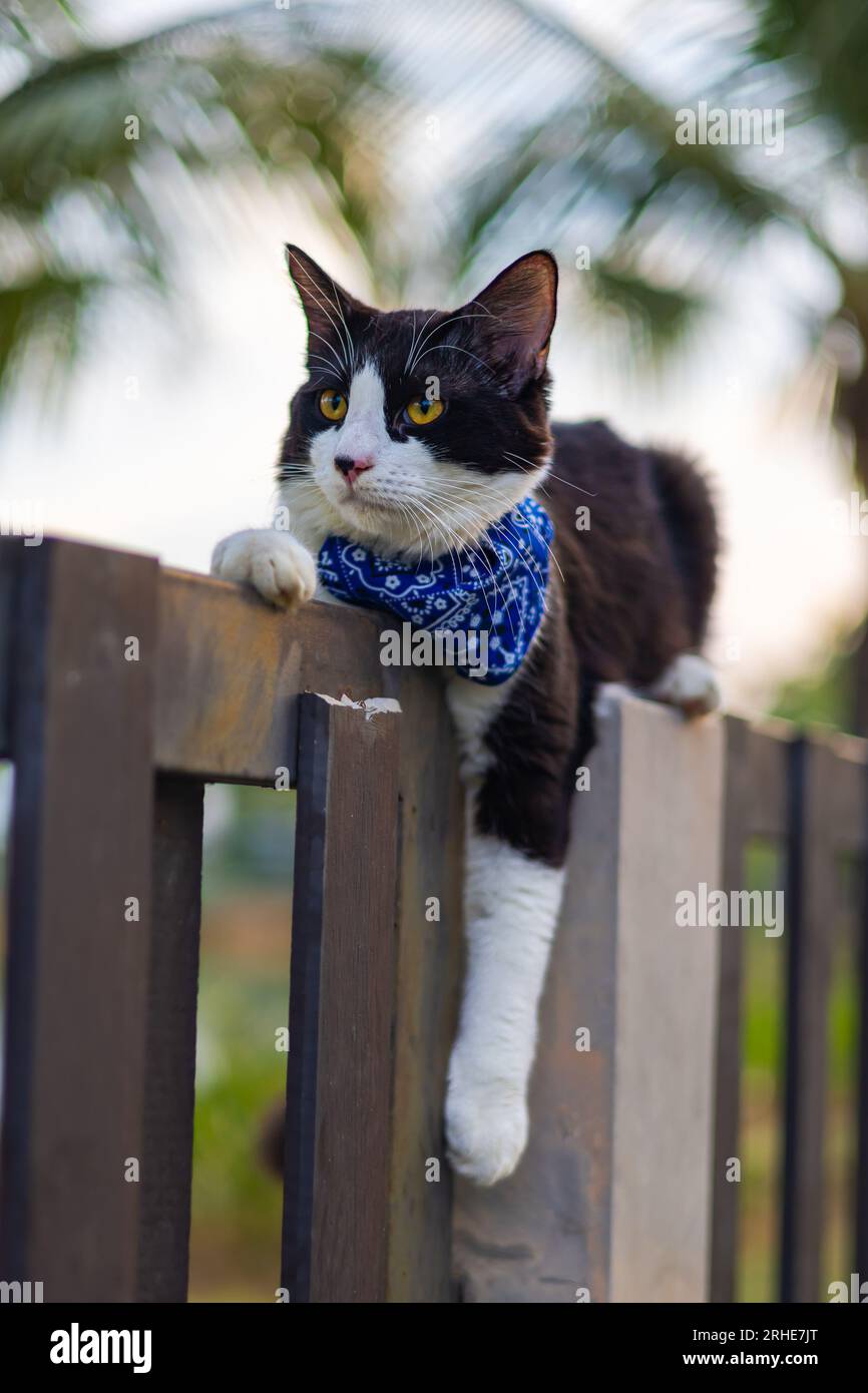 Un giovane gatto maschio con pelliccia bianca e nera rilassato su una recinzione del giardino, ghiacciante. Occhi fissi, colpi di frusta; una tranquilla scena della bellezza della natura. SH Foto Stock