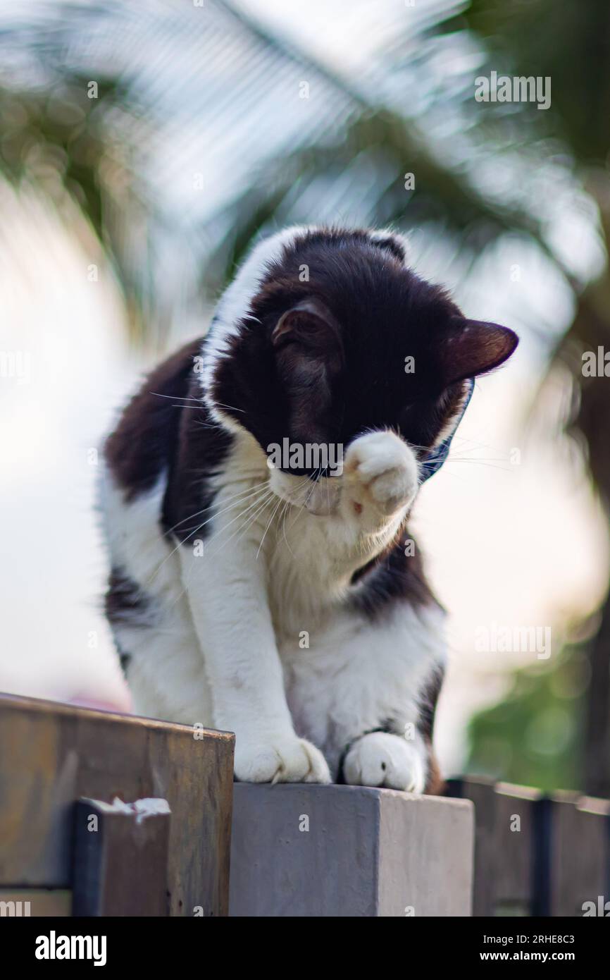 Un giovane gatto maschio con pelliccia bianca e nera poggia su una recinzione del giardino, per la cura del corpo. Occhi fissi, colpi di frusta; una tranquilla scena della bellezza della natura. SH Foto Stock