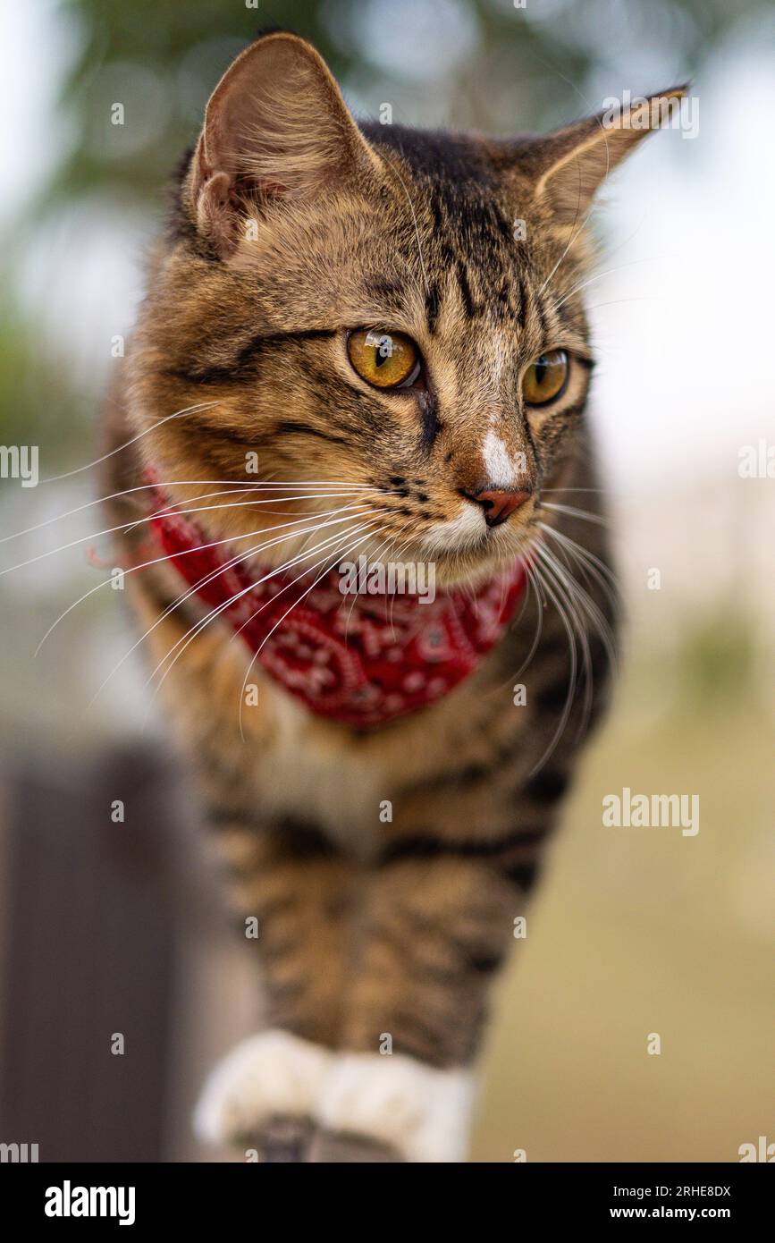 Faccia Di Gatto Maschio Cibo Per Gatti Sterilizzati. Sicuro Che Faccia