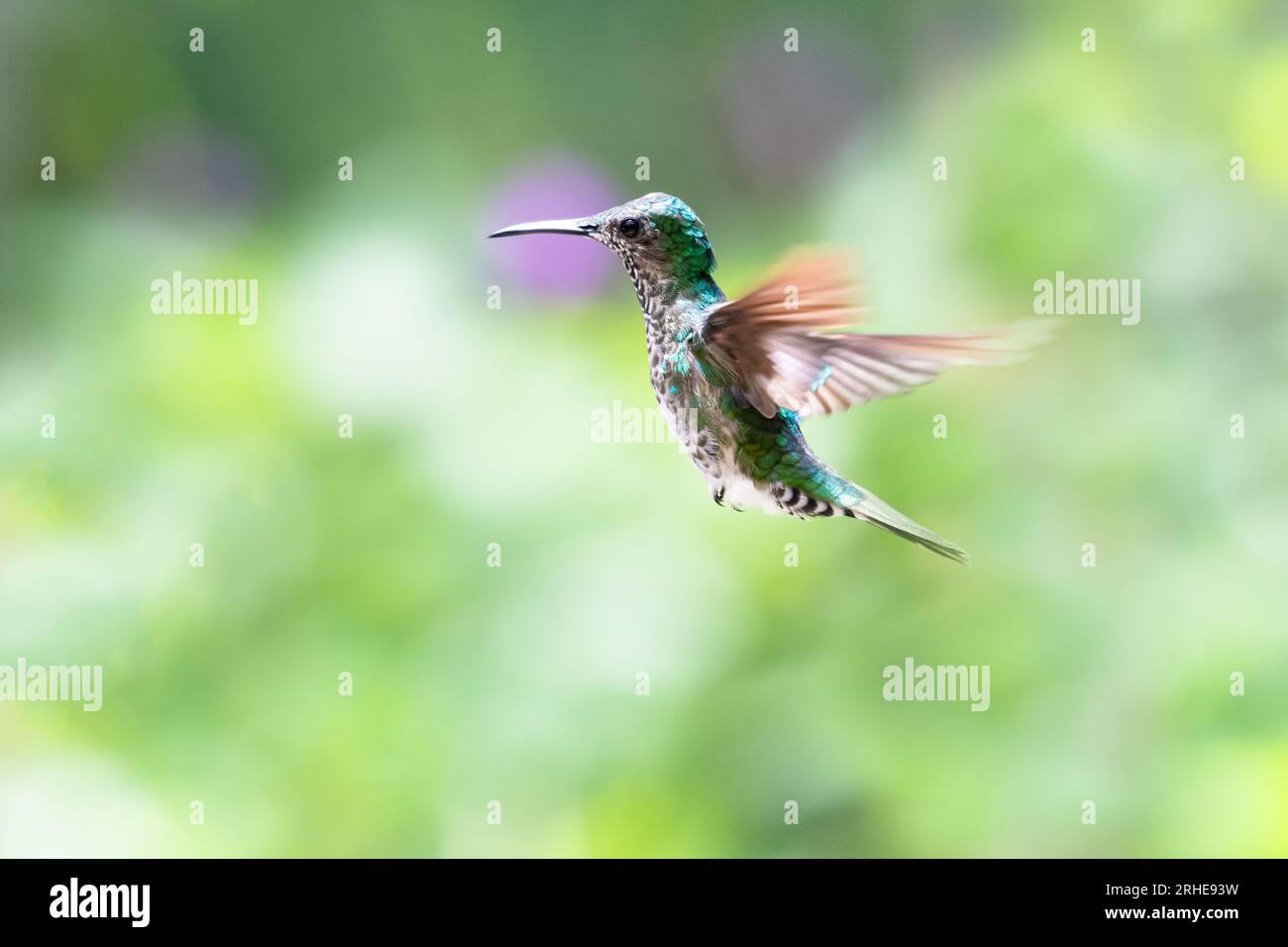 Luce brillante colibrì giacobino dal collo bianco, Florisuga mellivora, che vola nell'aria con sfondo bokeh pastello Foto Stock