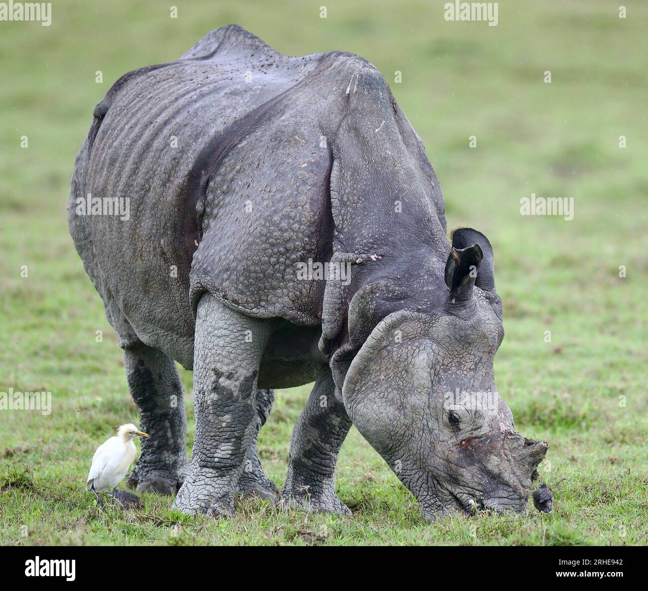 Un rinoceronte ornato dal parco nazionale di Kaziranga, Assam Foto Stock