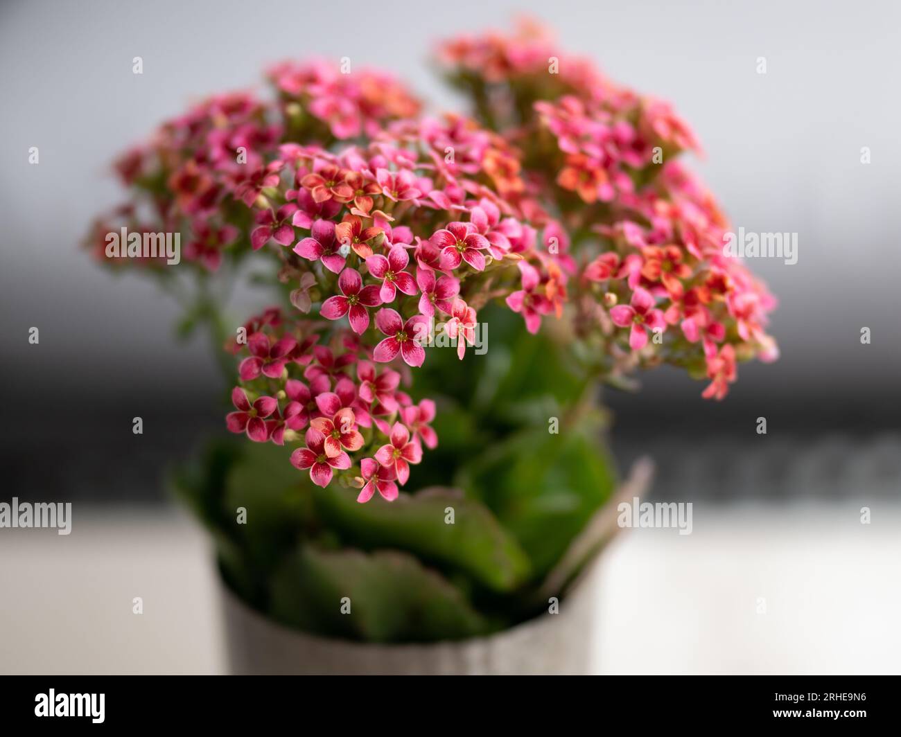 Kalanchoe appartiene a un genere di piante tropicali succulente spesso utilizzate come piante domestiche Foto Stock