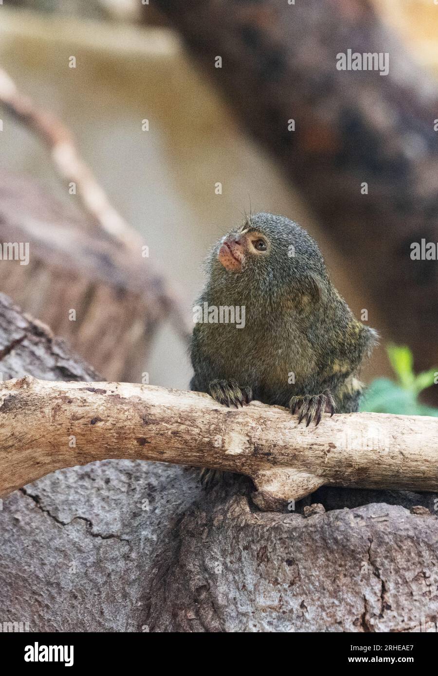 Marmoset pigmeo - il Marmoset pigmeo occidentale, Cebuella pygmaea, la scimmia più piccola del mondo; dall'amazzonia, Sud America - scimmie del nuovo mondo Foto Stock