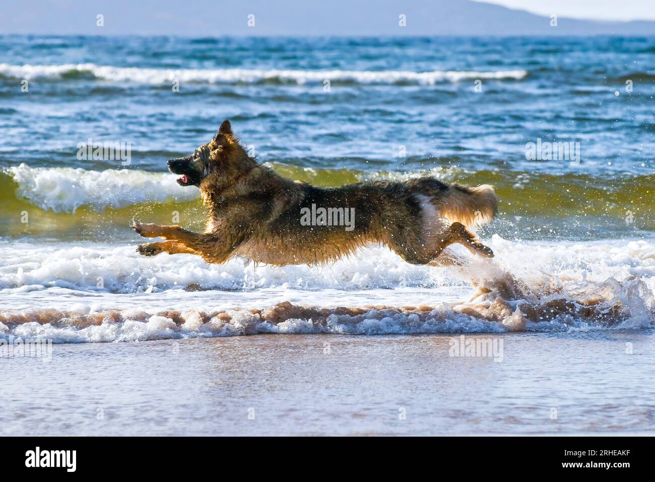 Cane da pastore tedesco soleggiato (alsaziano) che corre attraverso il mare a Gruinard Bay, vicino a Laide, Wester Ross in Scozia Foto Stock