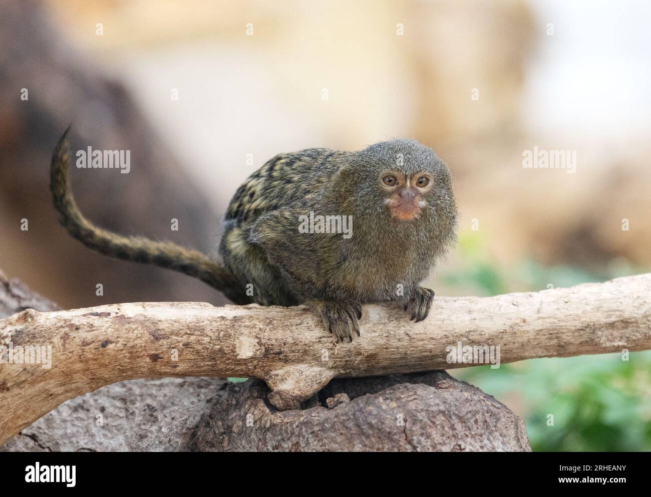 Marmoset pigmeo - il Marmoset pigmeo occidentale, Cebuella pygmaea, la scimmia più piccola del mondo; dall'amazzonia, Sud America - scimmie del nuovo mondo Foto Stock