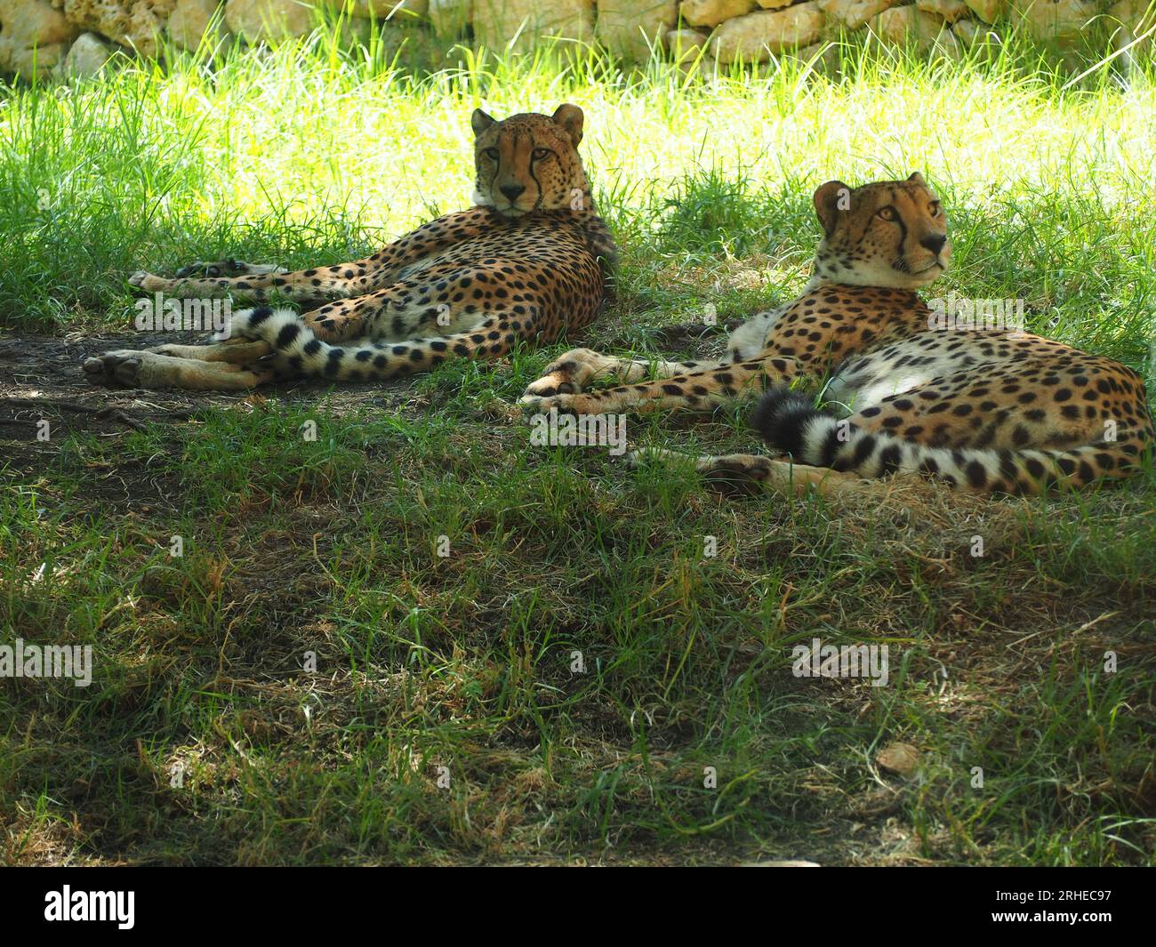2 ghepardi che si estendono a terra Foto Stock