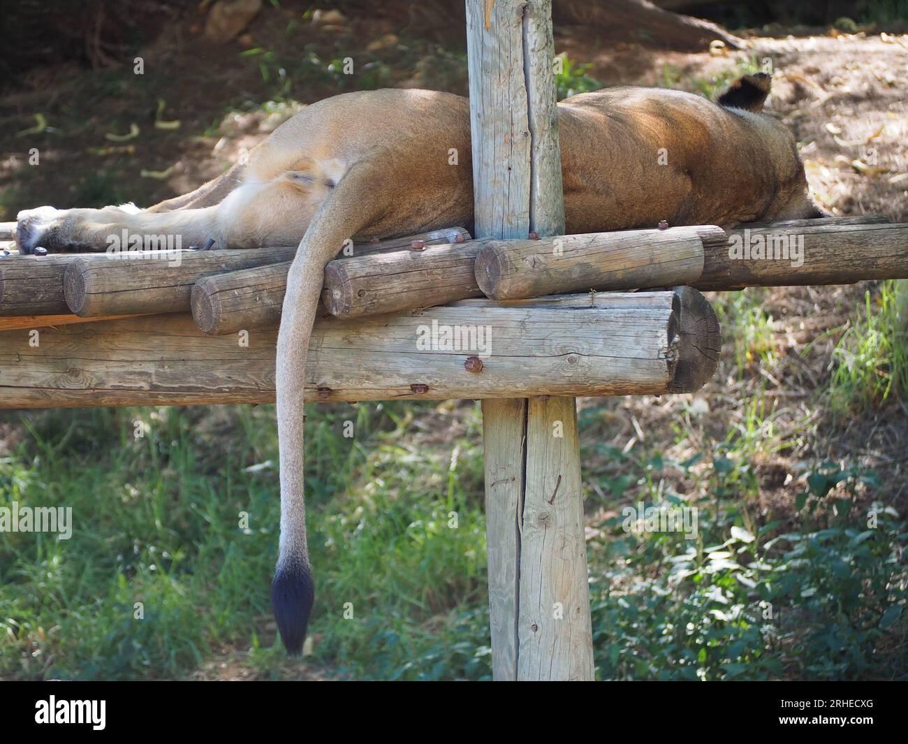 Leone asiatico dormiente Foto Stock