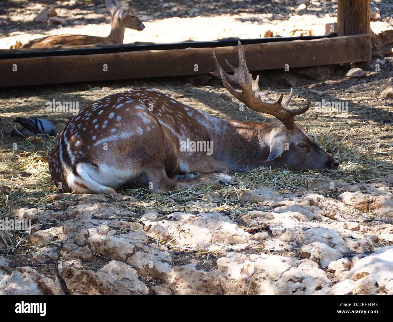 Cervo persiano adulto maschio Foto Stock