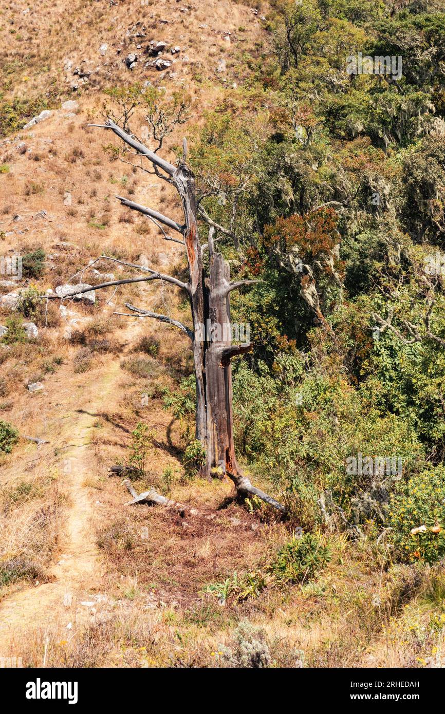 Vista panoramica di un albero morto colpito da un fulmine al Mbeya Peak in Tanzania Foto Stock