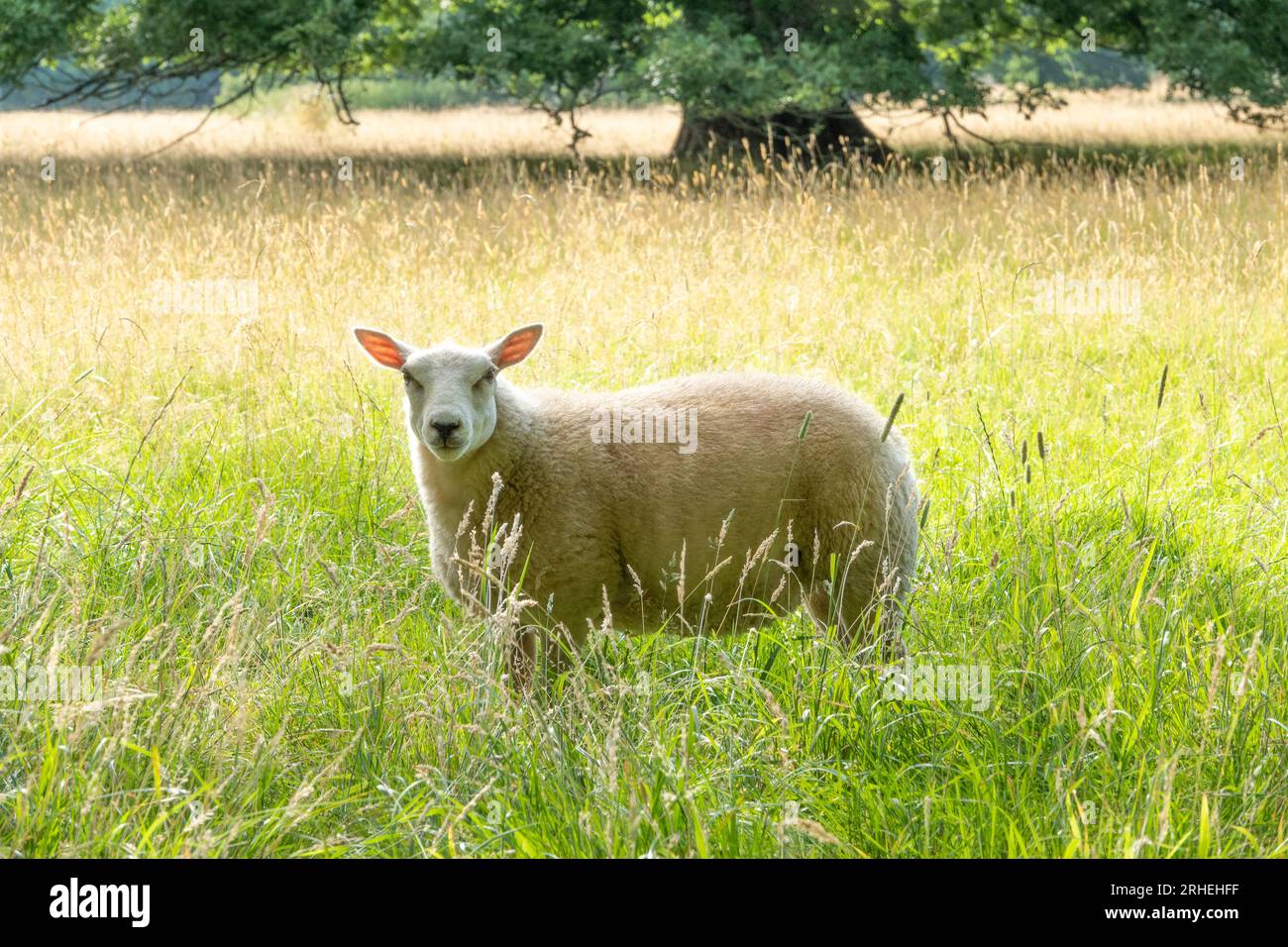 Una sola pecora in un campo di erba alto con il sole dietro, orecchie rosa con la luce del sole Foto Stock
