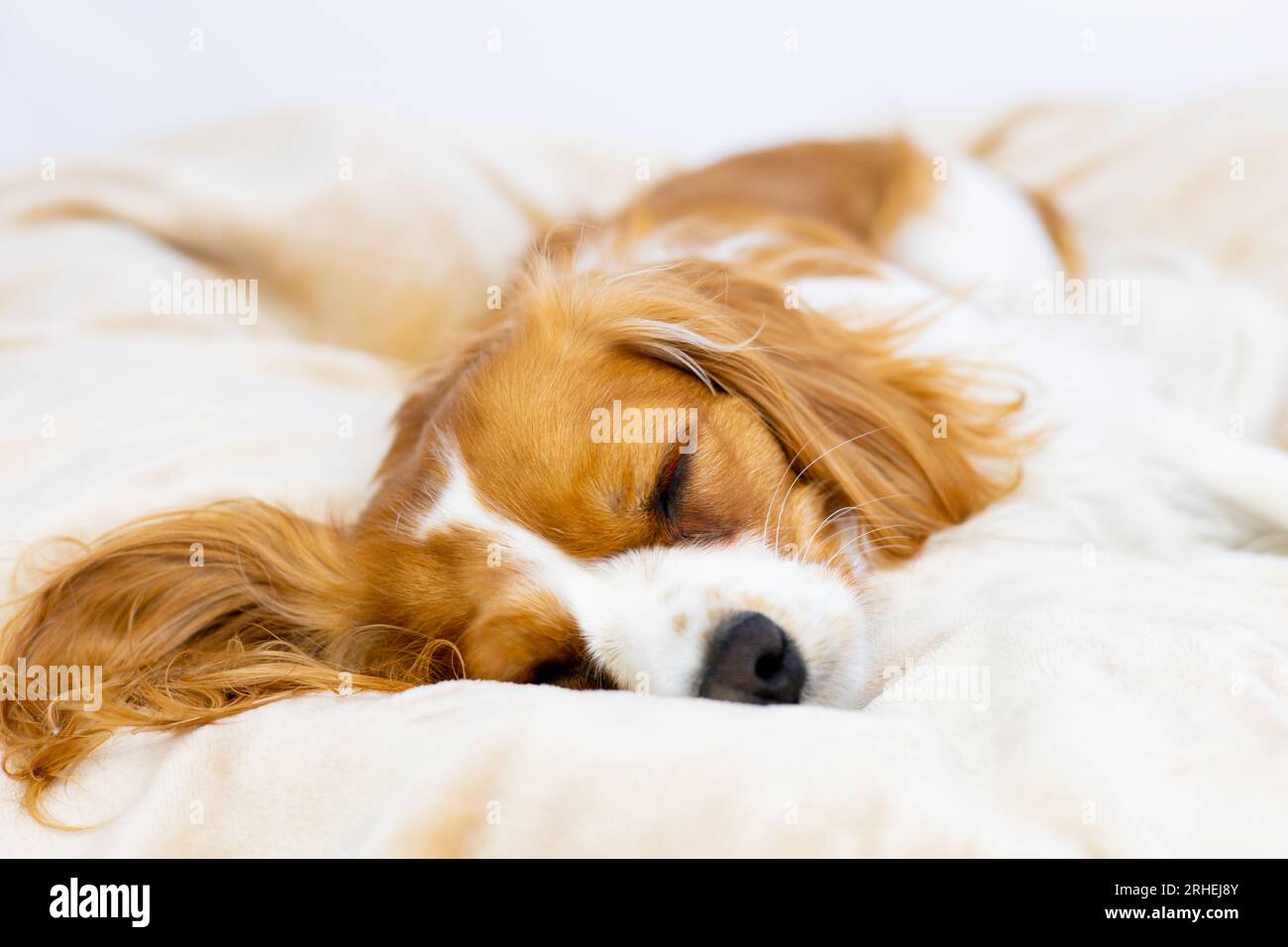 Carino cane marrone Cavalier King Charles Spaniel che dorme. Comodo animale domestico in un letto soffice. Foto Stock