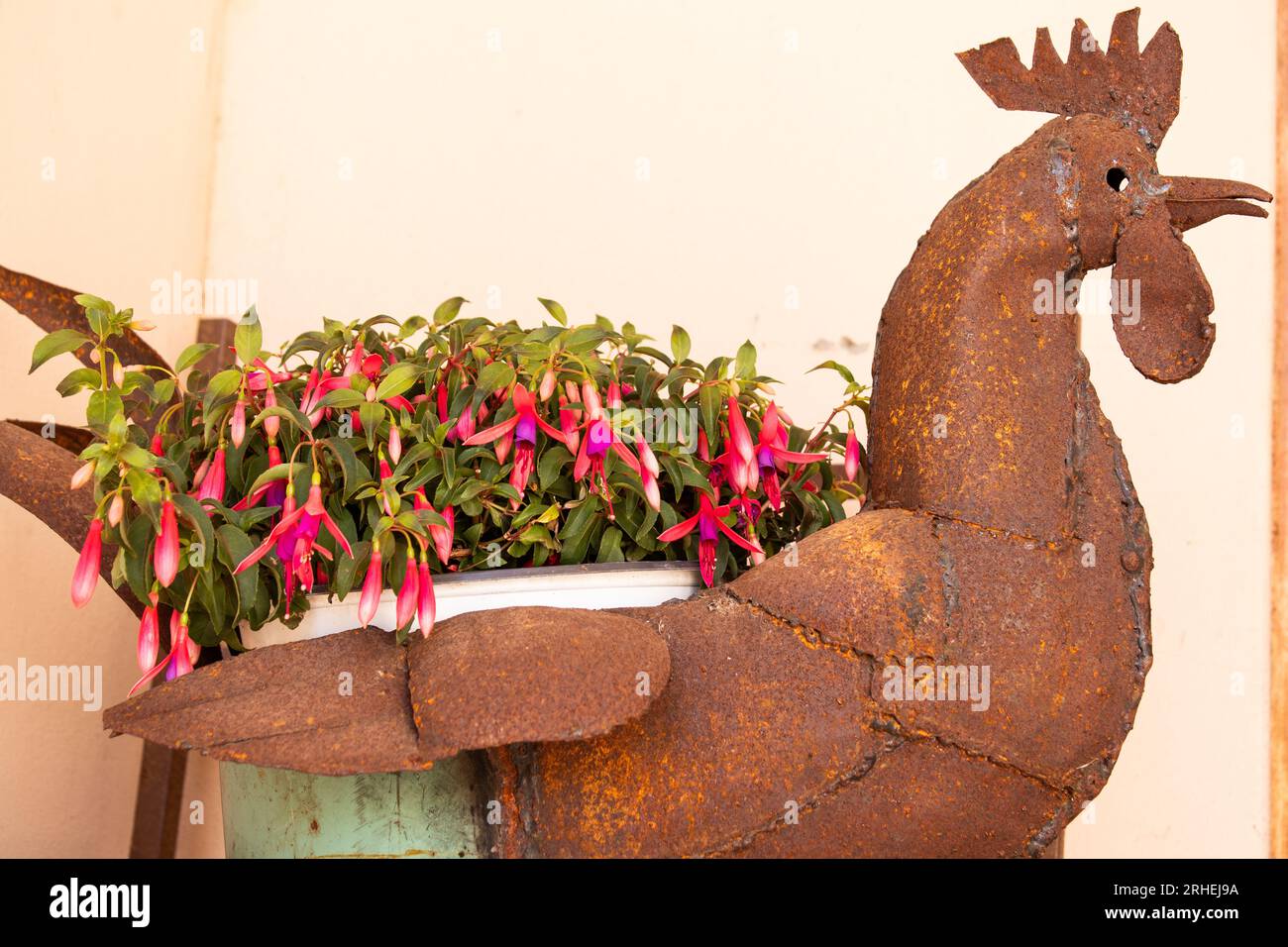 Contenitore per piante arrugginite all'aperto con fiori catturati nelle calde giornate estive Foto Stock