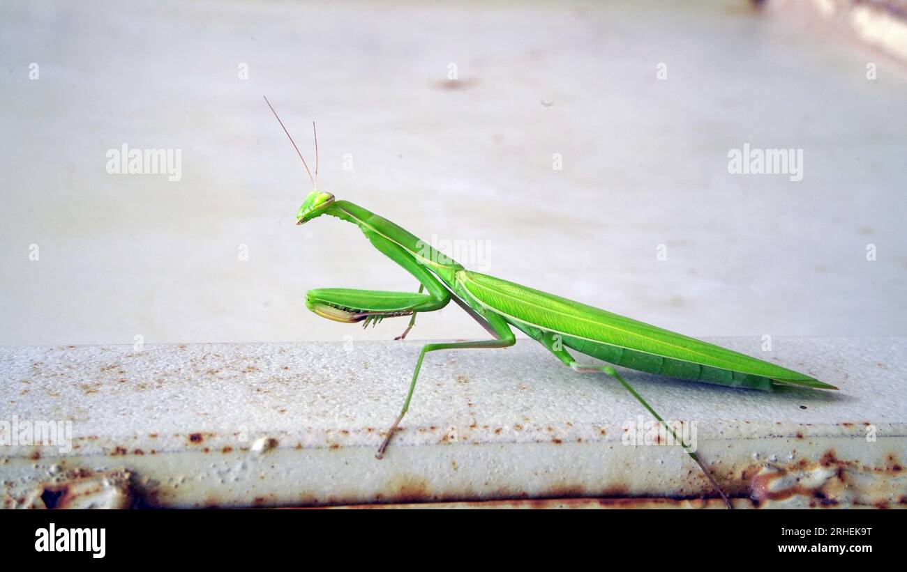 I Tidda (Grasshoppers) sono in genere insetti che vivono in terra con potenti zampe posteriori che consentono loro di fuggire dalle minacce. Foto Stock