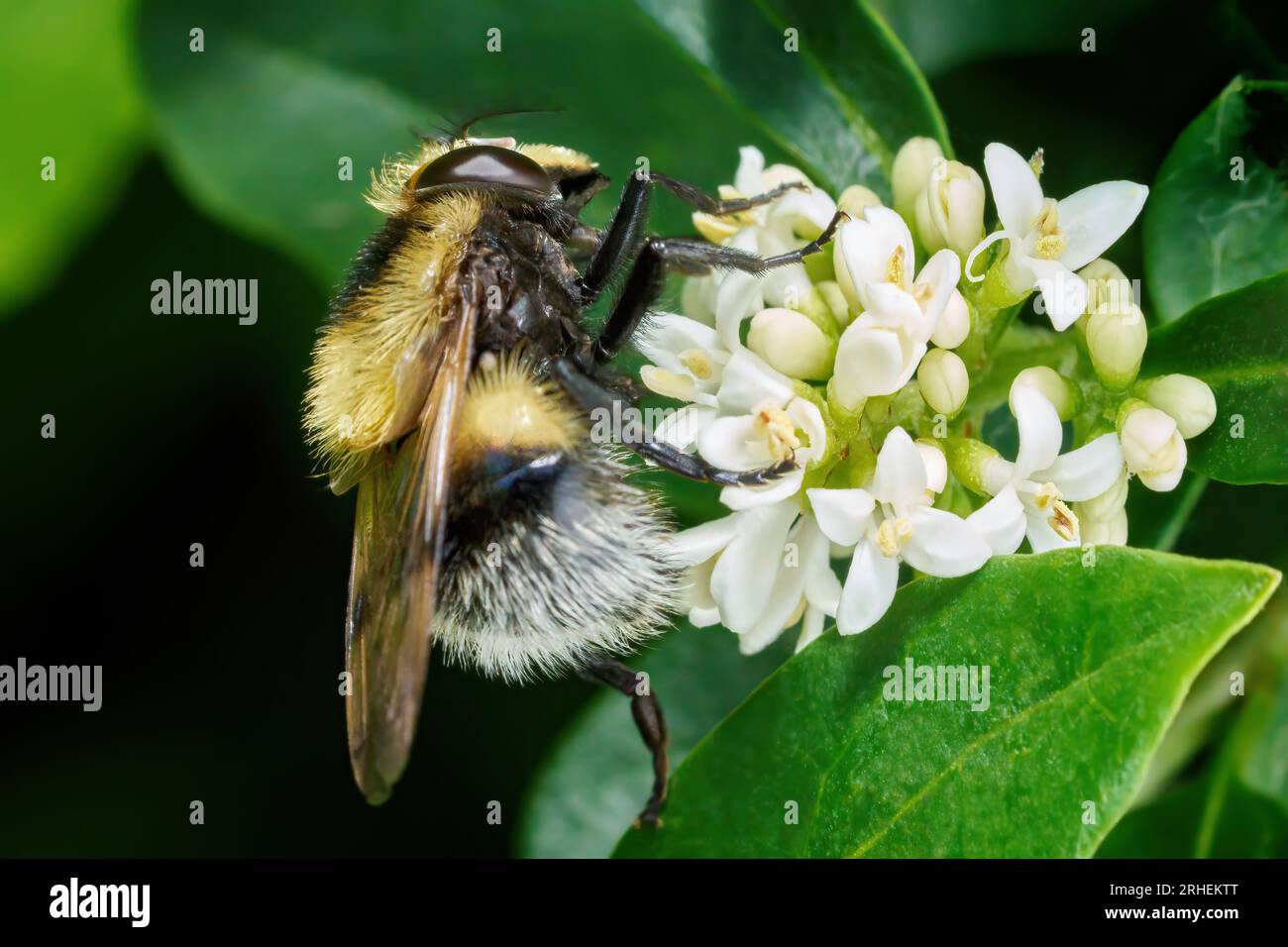 Bumblebee hoverfly (Volucella bombylans var. plumata) femmina in vista laterale su fiori di privet Foto Stock