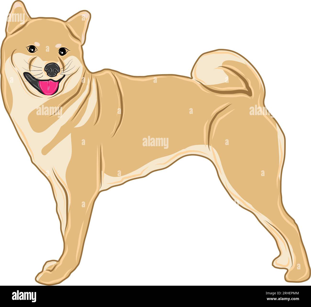 Immagine vettoriale o illustrazione di una razza di cane shiba-inu, nota anche come inu, in piedi e sorridente. Foto Stock