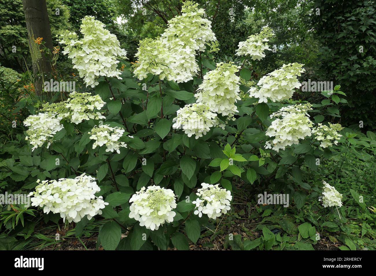 Primo piano dei fiori bianchi conici del compatto arbusto da giardino estivo fiorito Hydrangea paniculata Pink Lady. Foto Stock