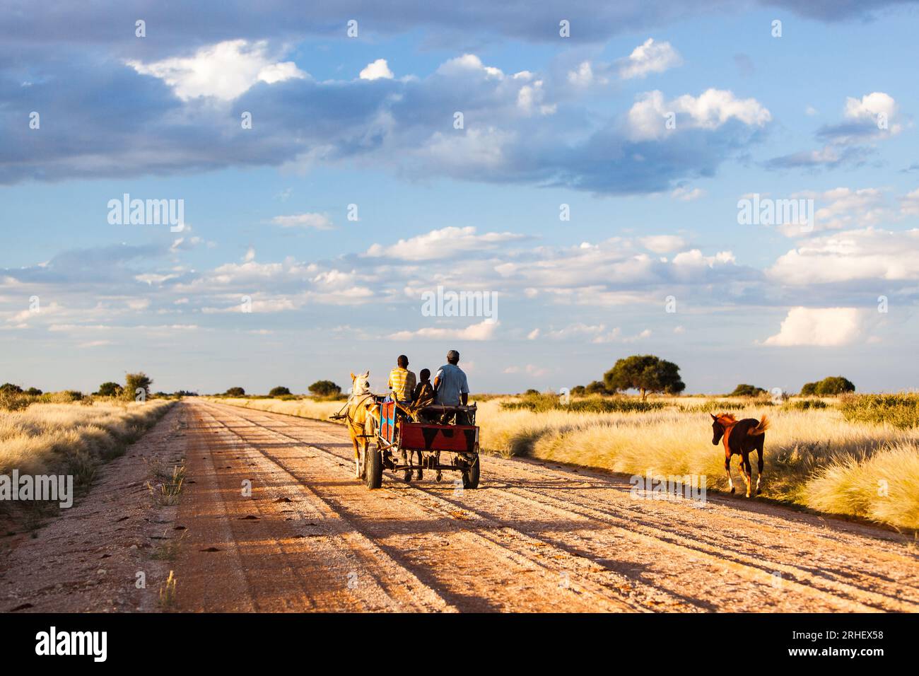 Trasporto in carrozza trainata da cavalli su strada di ghiaia rurale con cielo blu e nuvole di gonfiori in Namibia paese rurale povero in via di sviluppo Africa Foto Stock