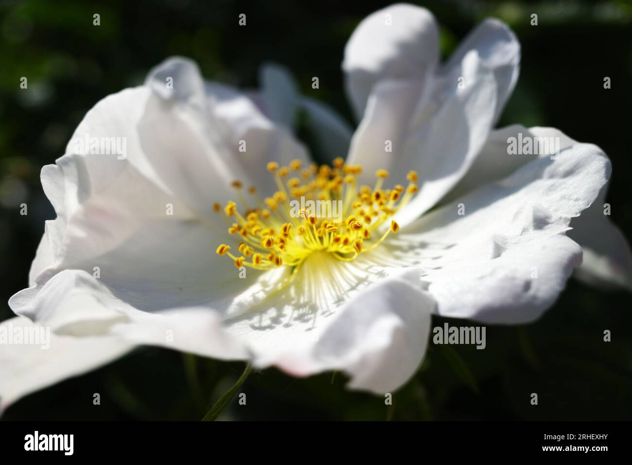 rosa rosa rugosa bianca su sfondo scuro in una giornata di sole Foto Stock