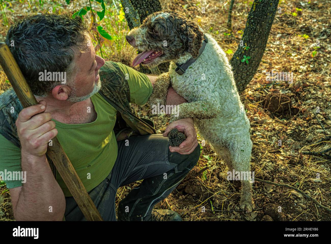 Dopo aver trovato il prezioso fungo, il cane del tartufo, un Lagotto romagnolo, chiede il premio al suo maestro. Abruzzo, Italia, Europa Foto Stock