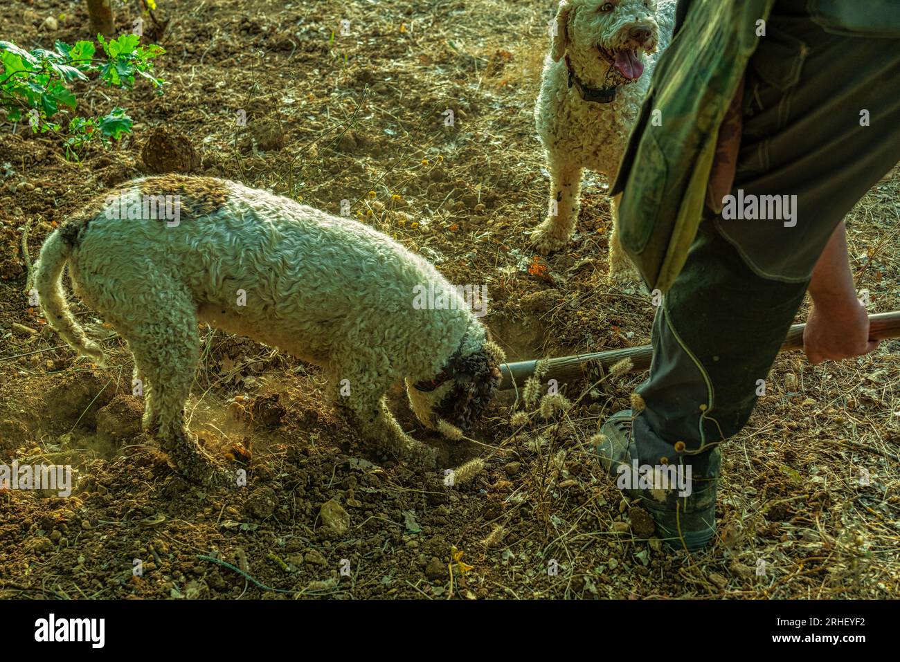 Cani da tartufo immagini e fotografie stock ad alta risoluzione - Alamy