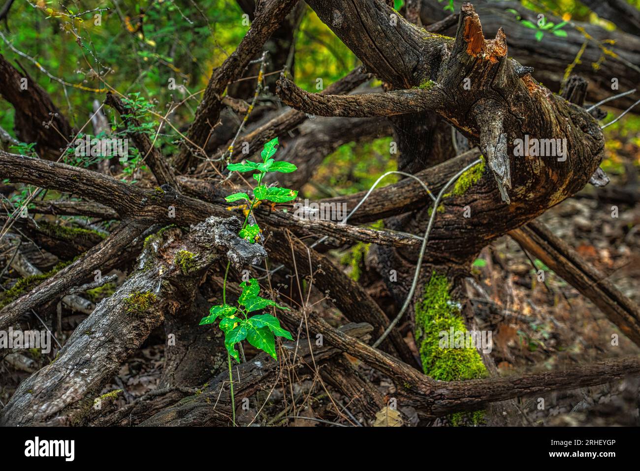 I vecchi tronchi intrecciati ora si asciugano e si rompono con nuove piante verdi in crescita. Abruzzo, Italia, Europa Foto Stock