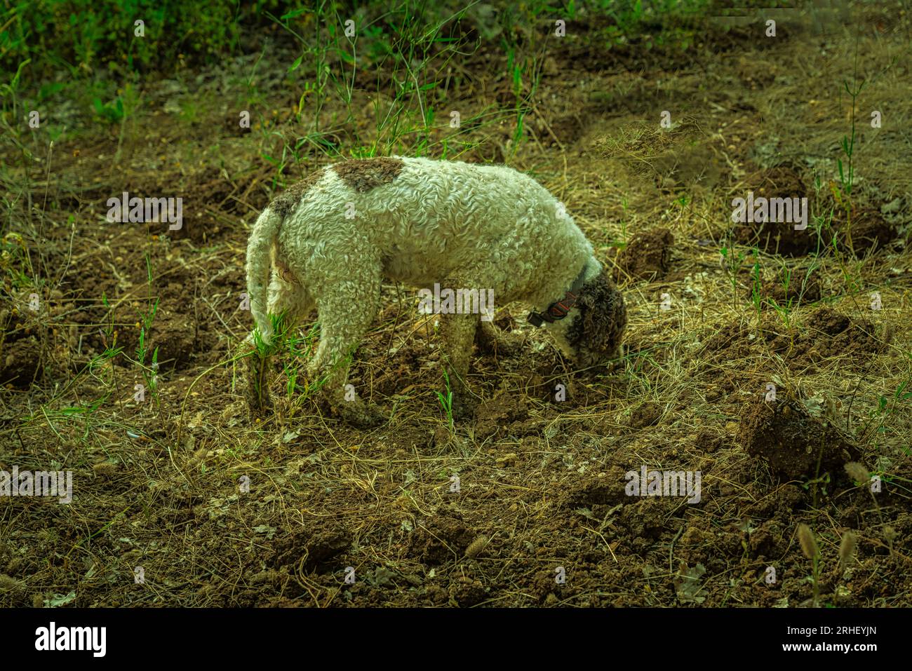 Lagotto Romagnolo, cane del tartufo, scava alla ricerca del prezioso fungo sotterraneo. Abruzzo, Italia, Europa Foto Stock