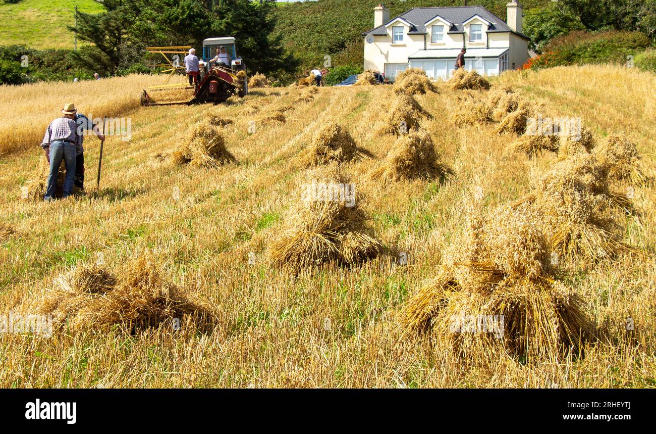 Raccolto di avena con metodi tradizionali. Foto Stock
