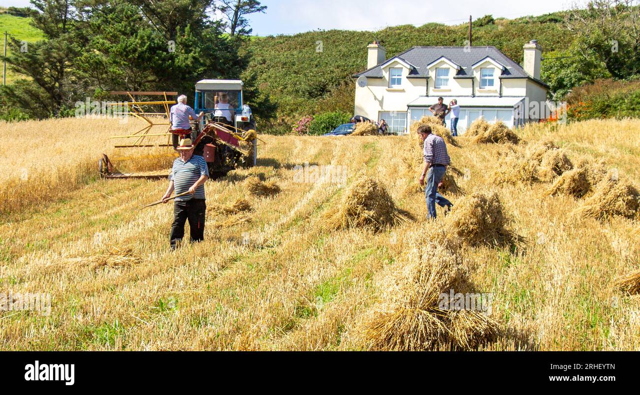 Raccolto di avena con metodi tradizionali. Foto Stock