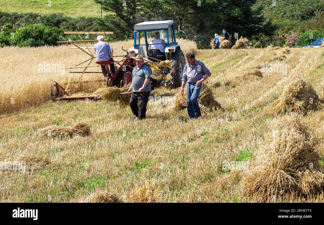 Raccolto di avena con metodi tradizionali. Foto Stock