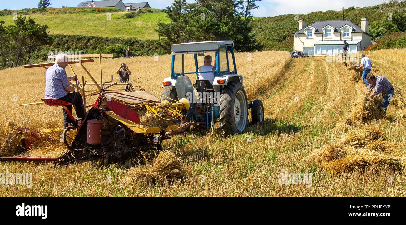 Raccolto di avena con metodi tradizionali. Foto Stock