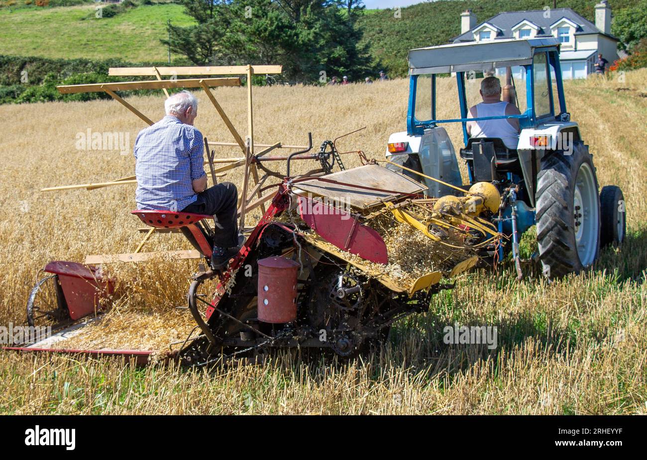 Raccolto di avena con metodi tradizionali. Foto Stock