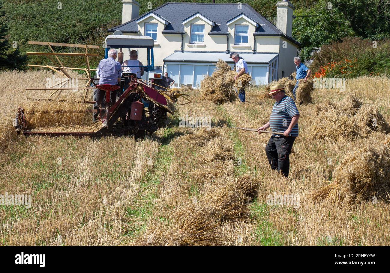 Raccolto di avena con metodi tradizionali. Foto Stock