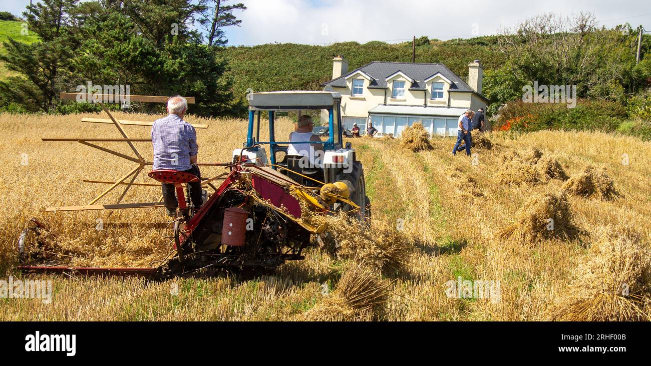 Raccolto di avena con metodi tradizionali. Foto Stock