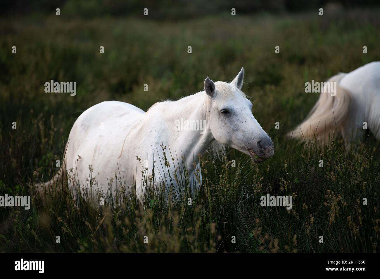 Camargue Horse, adulti e puledri che mangiano erba attraverso la palude, Saintes Marie de la Mer in Camargue, nel sud della Francia Foto Stock