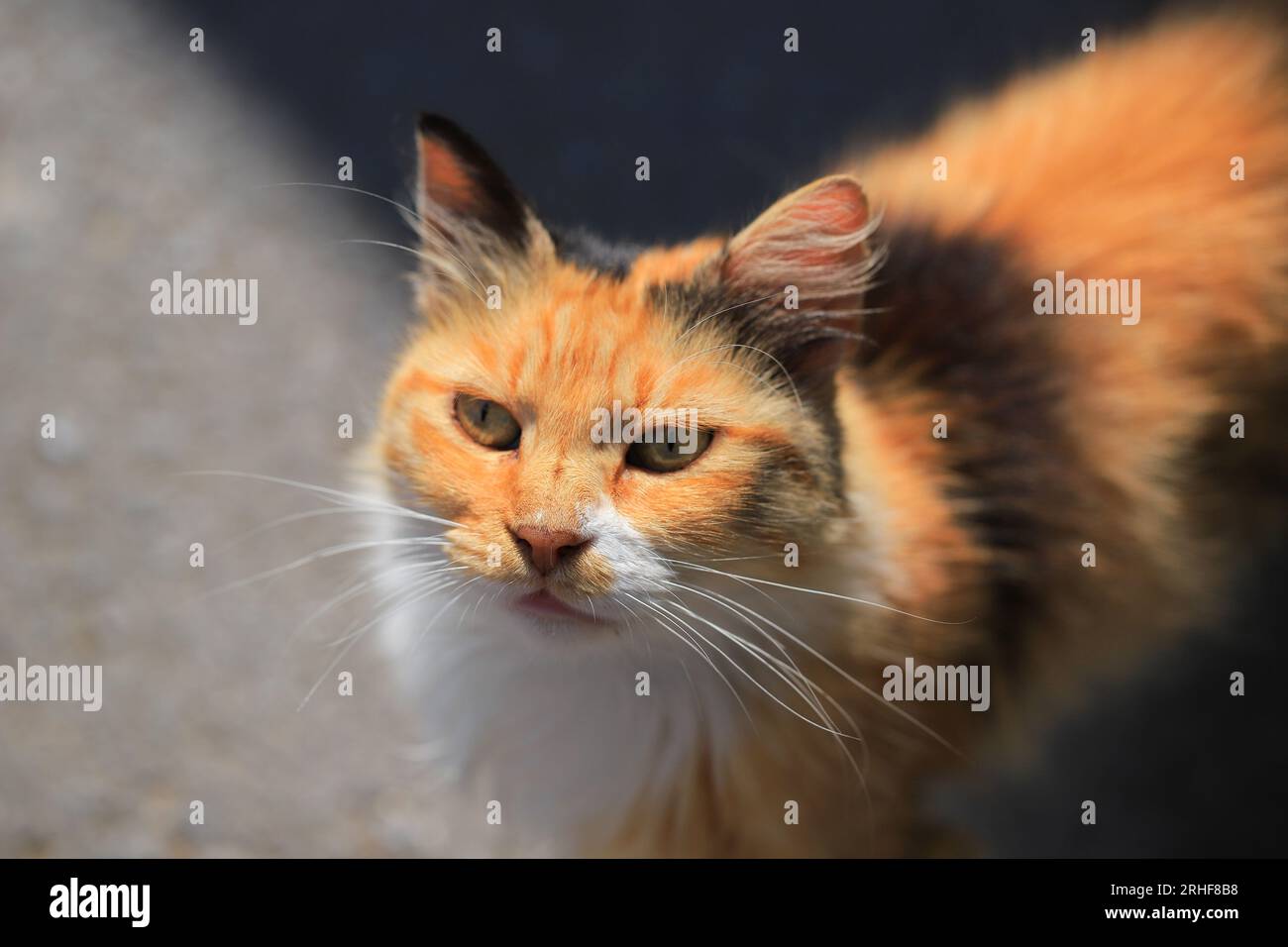 Museruola di un gatto rosso da vicino sulla strada in Turchia Foto Stock