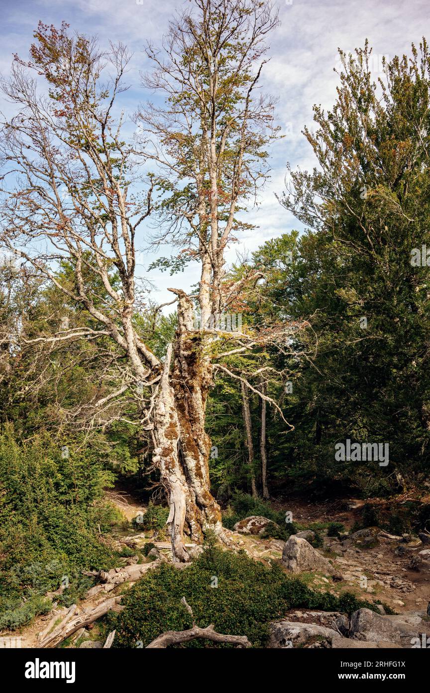 Vecchio albero tra Usciolu e i Croci, GR20, Corsica, Francia Foto Stock