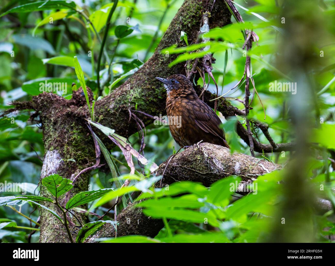 Un Wren-Babbler dal petto arrugginito (Gypsophila rufipectus) in piedi su un tronco nella foresta tropicale. Sumatra, Indonesia. Foto Stock