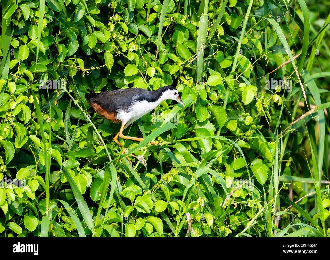 Un Waterhen dal petto bianco (Amaurornis phoenicurus) che cammina su vegetazioni verdi. Giava, Indonesia. Foto Stock