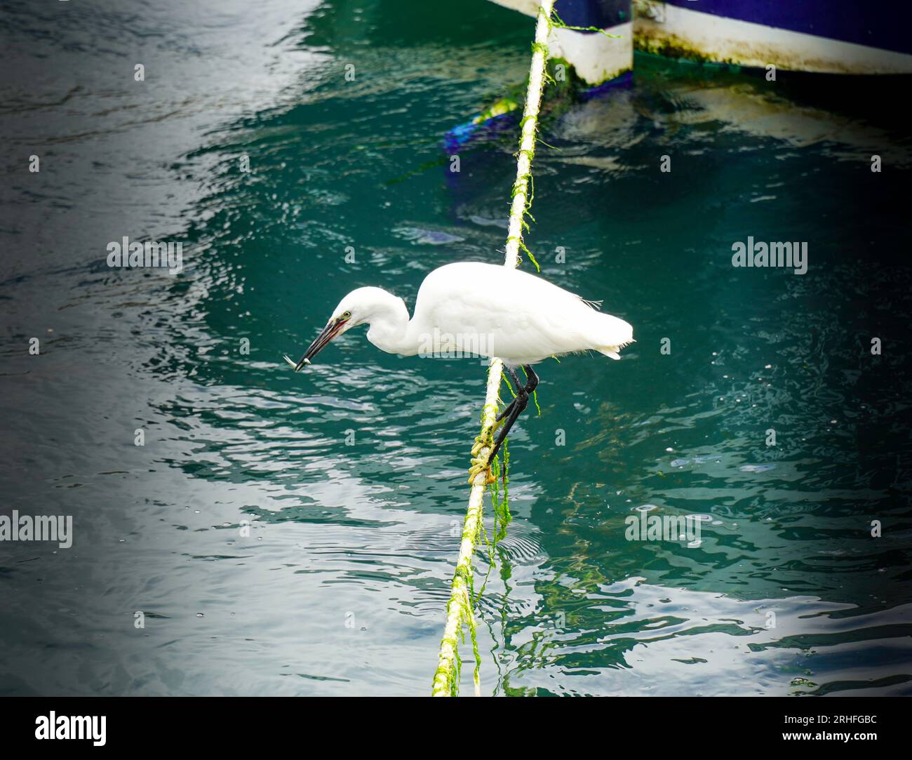 Little Egret (Egretta Garzetta) da mangiare e pescare nel porto di Looe in Cornovaglia, Regno Unito Foto Stock