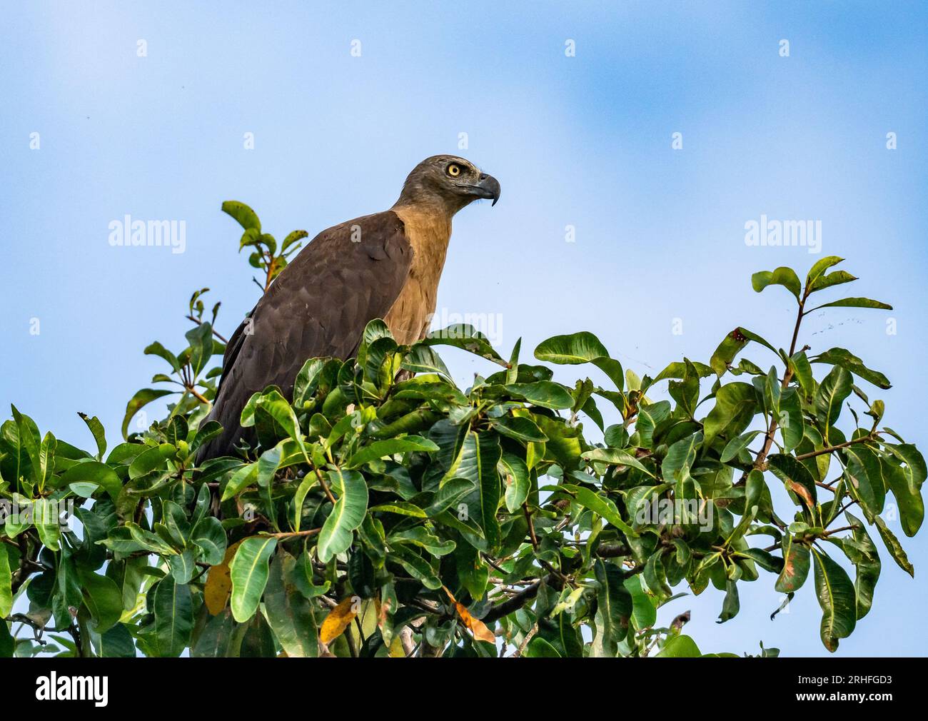 Un'aquila di pesce dalla testa grigia (Haliaeetus ichthyaetus) arroccata sulla cima di un albero. Sumatra, Indonesia. Foto Stock