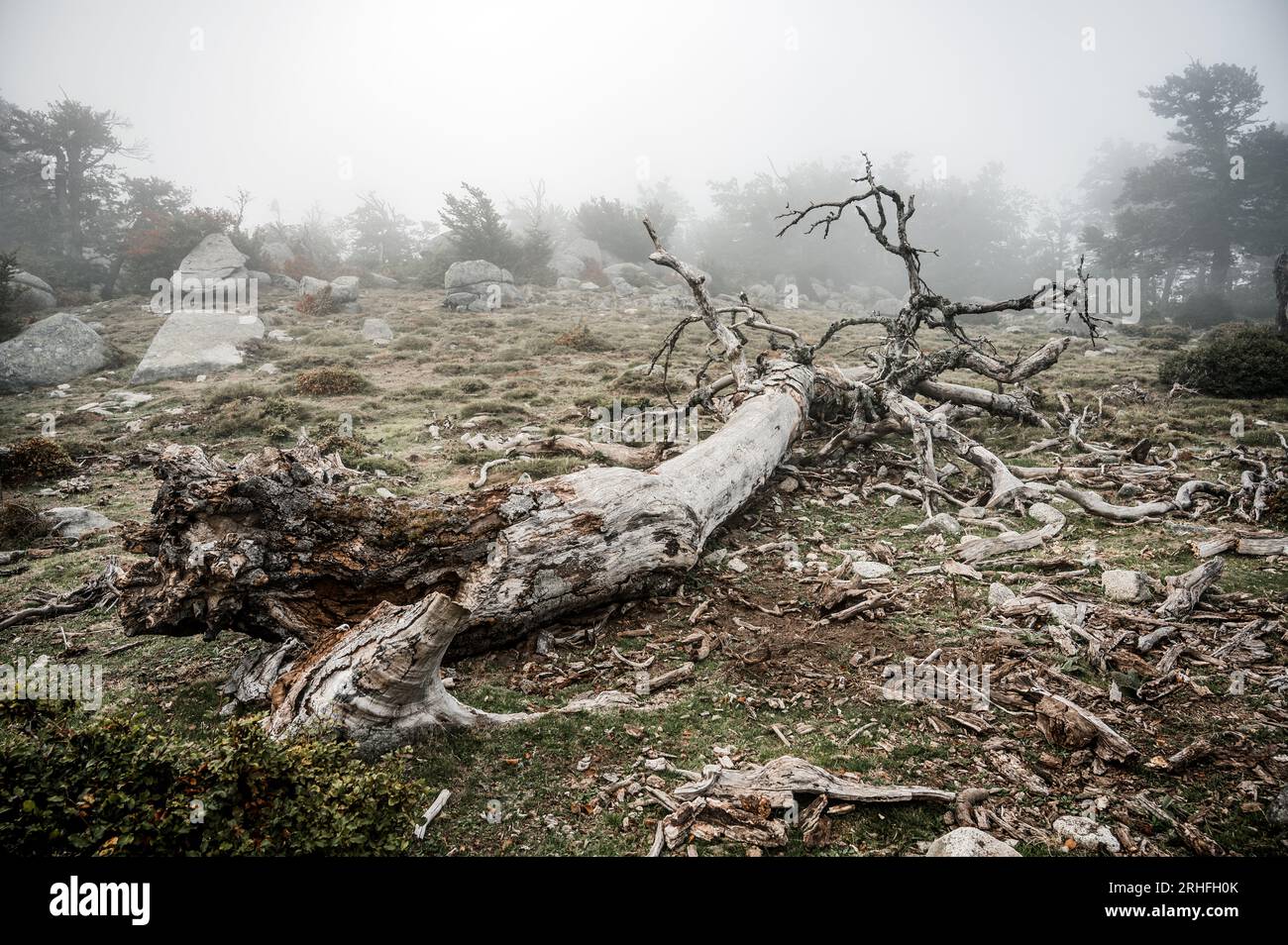 Albero morto nella nebbia tra Usciolu e i Croci, GR20, Corsica, Francia Foto Stock