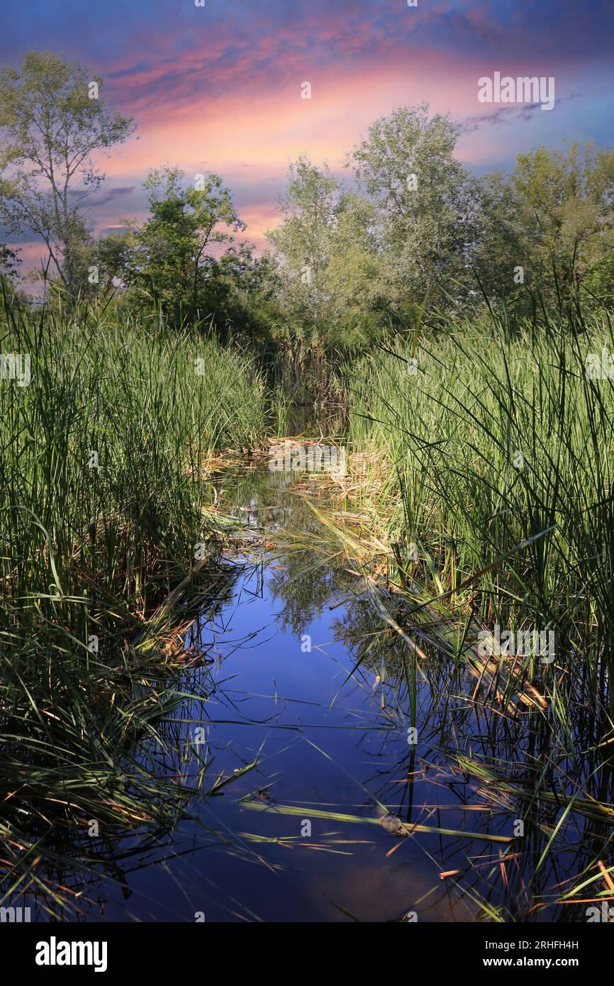 paesaggio con canna da zucchero sulla riva del fiume nella foresta selvaggia. Lo prenda in Ucraina Foto Stock