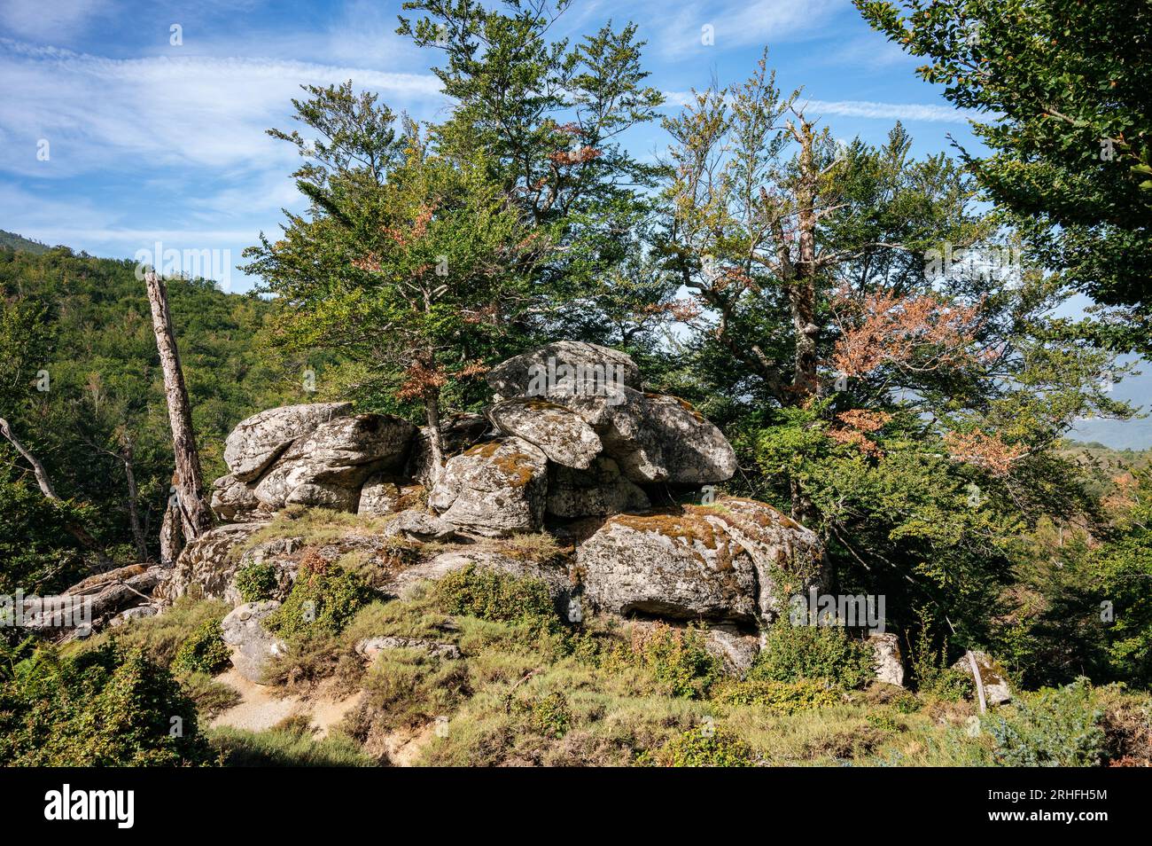 Alberi e rocce tra Usciolu e i Croci, GR20, Corsica, Francia Foto Stock