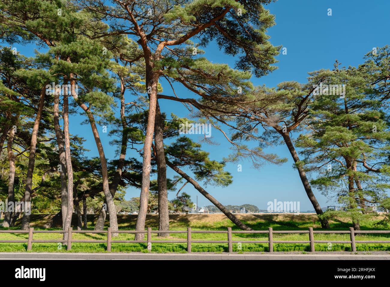 Strada di pini del Parco naturale di Matsushima a Miyagi, Giappone Foto Stock
