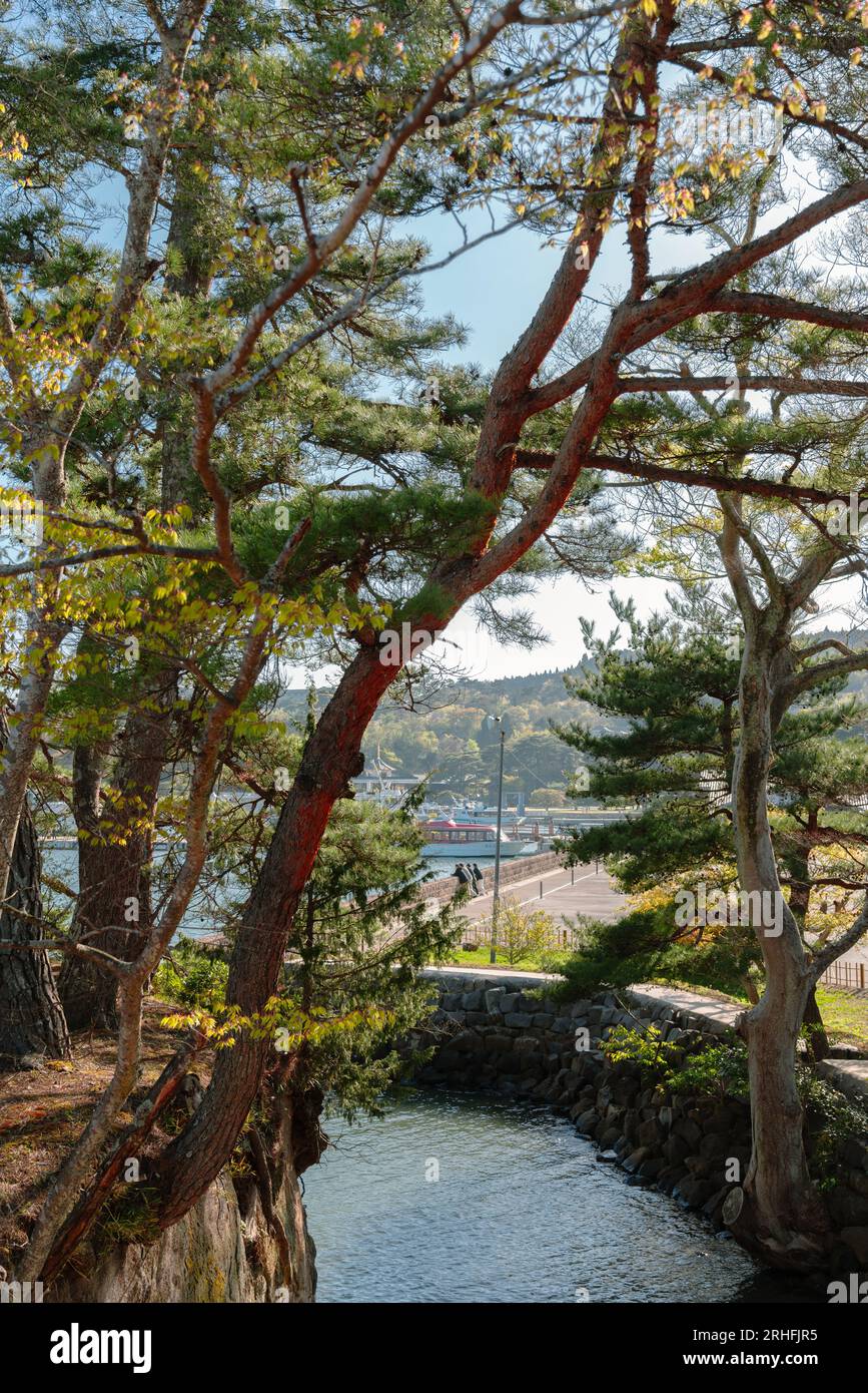 Vista del porto di Matsushima con verdi pini a Miyagi, Giappone Foto Stock