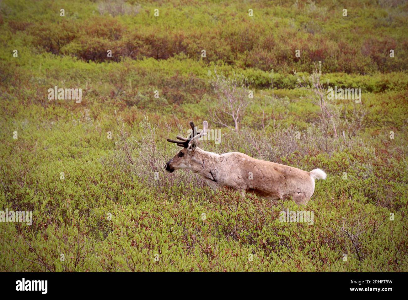 Parco Nazionale di Denali Foto Stock